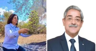 شيرين أبو عاقلة.. زيتونة فلسطين التي لا تموت  ، بقلم : معروف الرفاعي