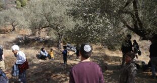مستوطنون يهاجمون قاطفي الزيتون في عدة محافظات بالضفة