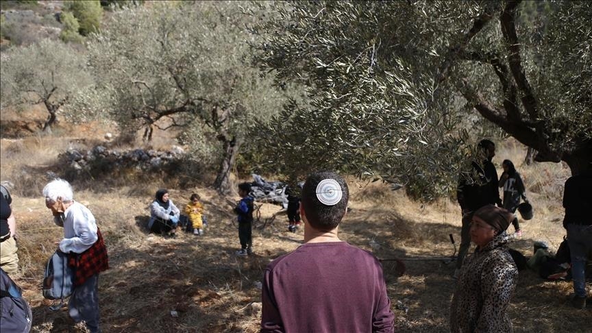 مستوطنون يهاجمون قاطفي الزيتون في عدة محافظات بالضفة