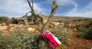 مستوطنون يقطعون 150 شجرة زيتون في المغير شرق رام الله