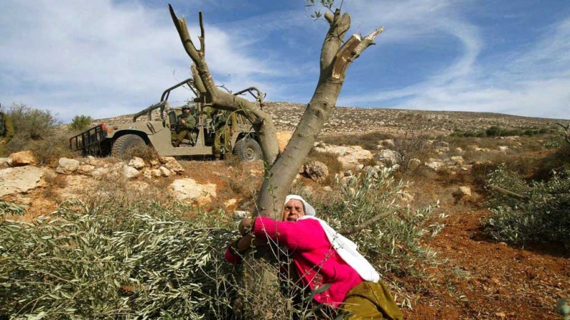مستوطنون يقطعون 150 شجرة زيتون في المغير شرق رام الله