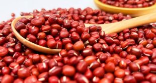 دراسة تؤكد أن الصين هي أحد مراكز نشأة فاصولياء الأدزوكي