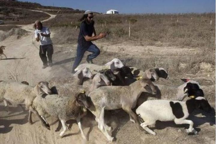 مستوطنون يمنعون المواطنين من قطف الزيتون في سنجل وترمسعيا وآخرون يرعون مواشيهم في المغير