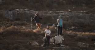 مستوطنون يهاجمون المواطنين اثناء قطفهم لمحصول الزيتون شمال غرب نابلس