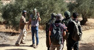 مستوطنون يقطعون المئات من أشجار الزيتون في قريوت جنوب نابلس