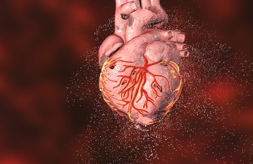 باحثون يكشفون عن "الحلقة المفقودة" في شفاء القلب بعد النوبة القلبية