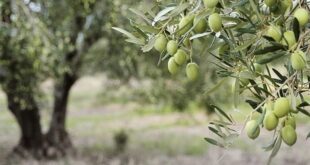 مستوطنون يسرقون ثمار زيتون جنوب نابلس