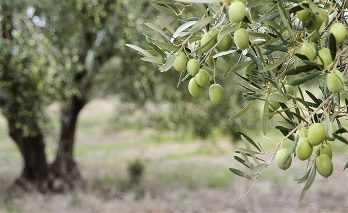 مستوطنون يسرقون ثمار زيتون جنوب نابلس