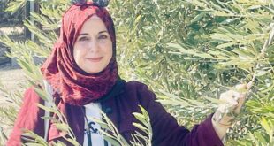 موسم الزيتون بين صرخات الأرض وغطرسة الاحتلال ، حكاية الزيتونة وصمود الفلاح الفلسطيني ، بقلم: د. منى أبو حمدية