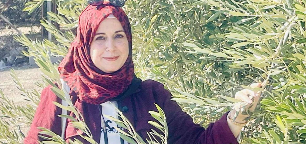 موسم الزيتون بين صرخات الأرض وغطرسة الاحتلال ، حكاية الزيتونة وصمود الفلاح الفلسطيني ، بقلم: د. منى أبو حمدية