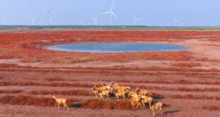 الصين : دونغتاي، جيانغسو: غزلان تمشي على "السجادة الحمراء"