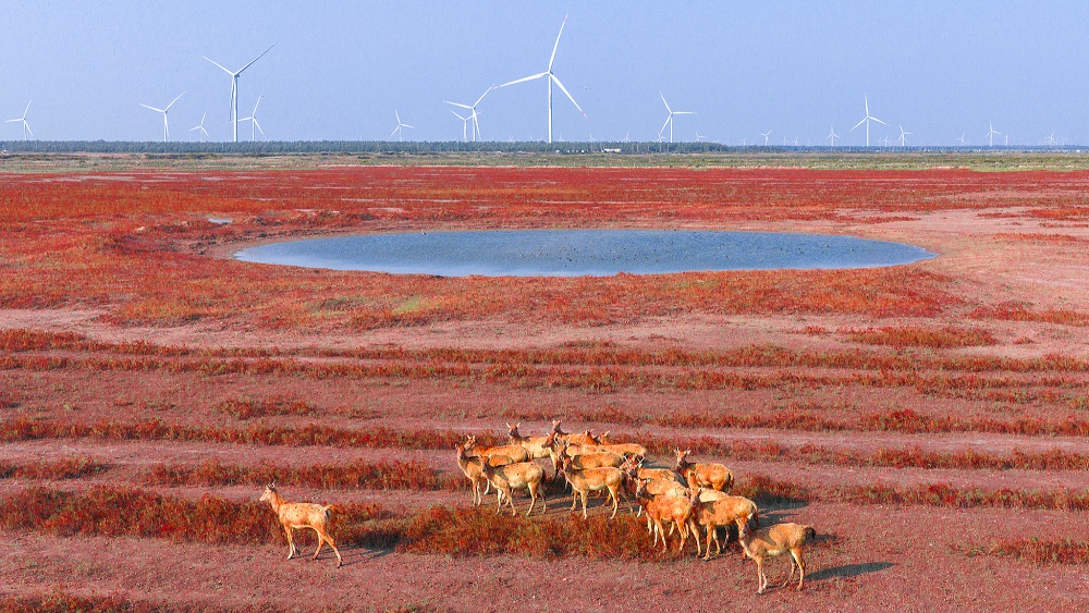 الصين : دونغتاي، جيانغسو: غزلان تمشي على "السجادة الحمراء"