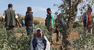 مستوطنون يهاجمون قاطفي الزيتون جنوب نابلس