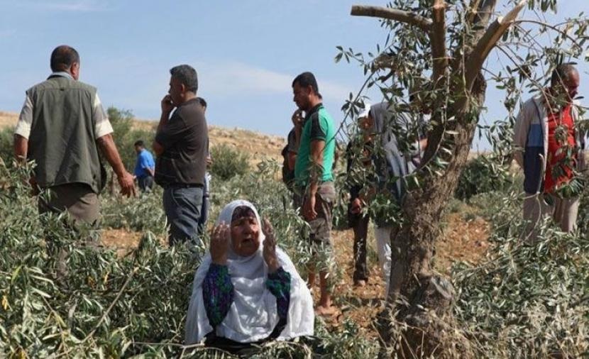 مستوطنون يهاجمون قاطفي الزيتون جنوب نابلس
