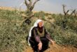 مستوطنون يقطعون نحو 120 شجرة زيتون بين قريتي المغير وأبو فلاح شمال شرق رام الله