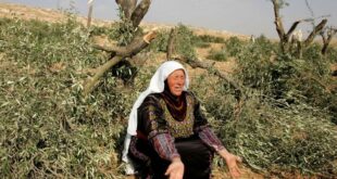 مستوطنون يقطعون نحو 120 شجرة زيتون بين قريتي المغير وأبو فلاح شمال شرق رام الله