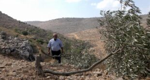 الاحتلال ومستوطنوه يقتلعون 150 شجرة زيتون في قرية أم الخير بمسافر يطا جنوب الخليل
