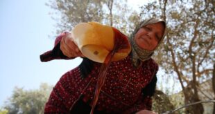 دبس عنب الخليل .. مصدر طبيعي تقليدي وتراثي للغذاء