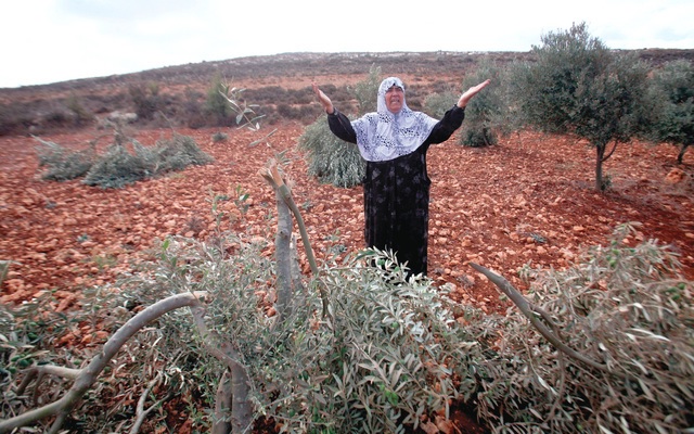 مستوطنون يكسرون 15 شجرة زيتون معمرة في سوسيا جنوب الخليل