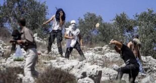 مستوطنون يهاجمون قاطفي الزيتون في عقربا جنوب نابلس