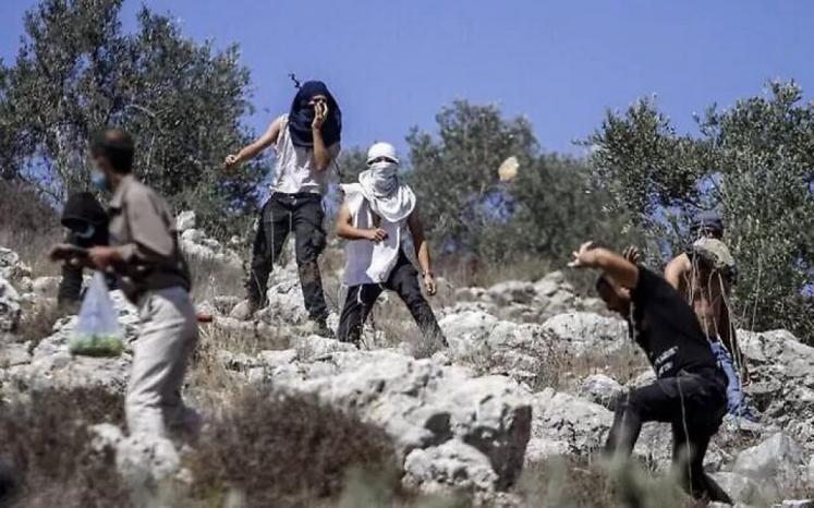 مستوطنون يهاجمون قاطفي الزيتون في عقربا جنوب نابلس