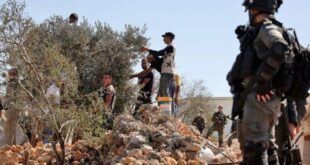 الاحتلال يعتقل شقيقين أثناء قطفهم الزيتون في قرية جوريش جنوب نابلس