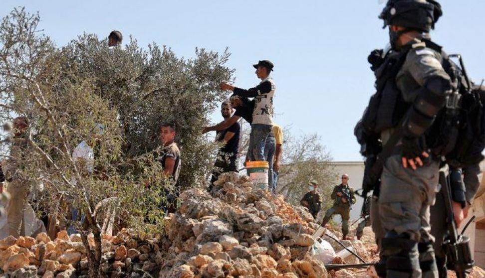 الاحتلال يعتقل شقيقين أثناء قطفهم الزيتون في قرية جوريش جنوب نابلس