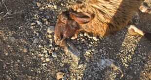 مستوطنون يسممون أغناما في قرية المغير شرق رام الله