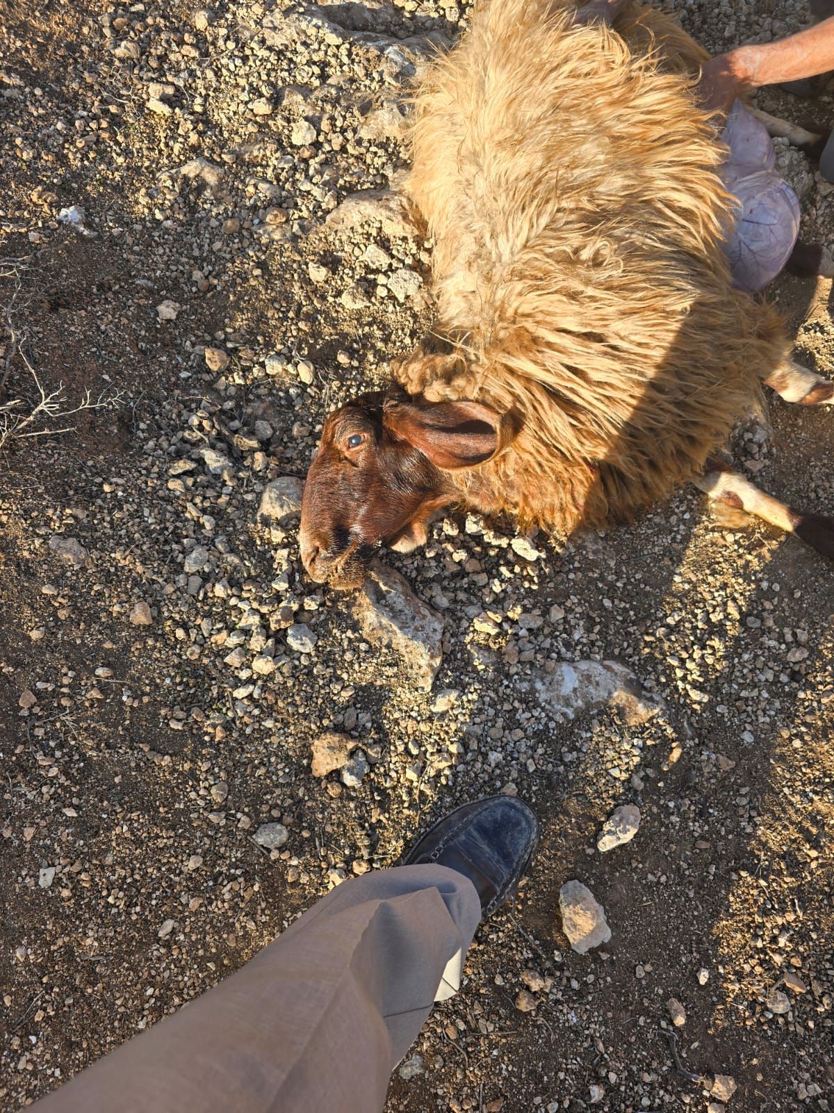 مستوطنون يسممون أغناما في قرية المغير شرق رام الله