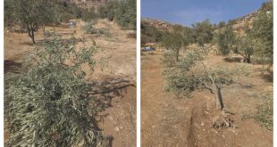 مستوطنون يقطعون أشجار زيتون في دير جرير شرق رام الله