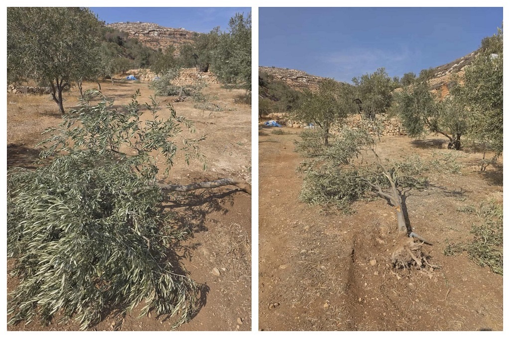 مستوطنون يقطعون أشجار زيتون في دير جرير شرق رام الله
