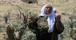 المجلس الدولي للزيتون يطالب بمحاسبة إسرائيل لاعتداءاتها على شجرة الزيتون