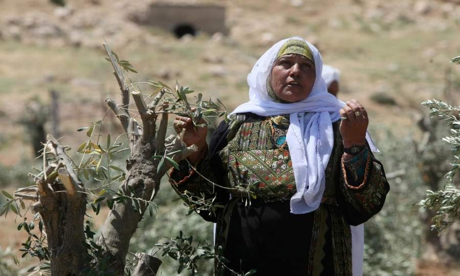 المجلس الدولي للزيتون يطالب بمحاسبة إسرائيل لاعتداءاتها على شجرة الزيتون