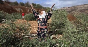 الاحتلال يقتلع مئات أشجار الزيتون غربي رام الله