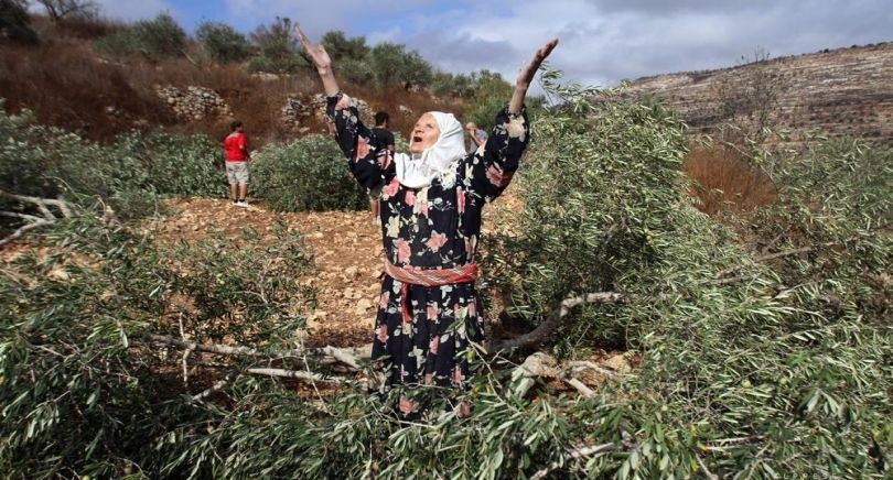 الاحتلال يقتلع مئات أشجار الزيتون غربي رام الله