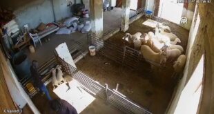 مستوطنون إسرائيليون يعذبون خراف ويقتلونها خلال هجوم على عائلة فلسطينية في بلدة السموع جنوب الخليل