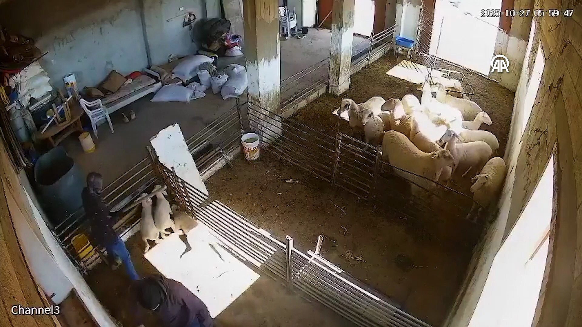 مستوطنون إسرائيليون يعذبون خراف ويقتلونها خلال هجوم على عائلة فلسطينية في بلدة السموع جنوب الخليل