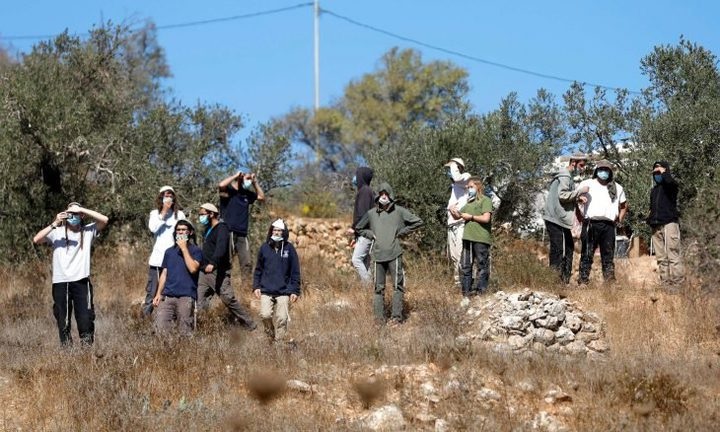 مستوطنون يسرقون ثمار الزيتون ويحطمون عددا من الأشجار جنوب الخليل