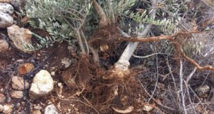 الاحتلال يقتلع 135 شجرة زيتون من ديراستيا شمال غرب سلفيت