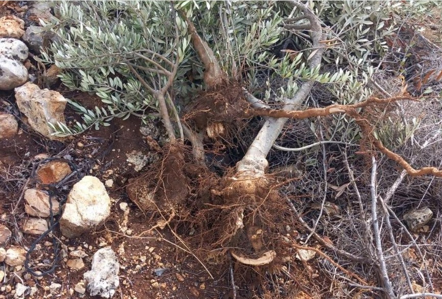 الاحتلال يقتلع 135 شجرة زيتون من ديراستيا شمال غرب سلفيت