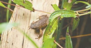 اكتشاف نوع جديد من الضفادع ذات القرون في جنوبي الصين