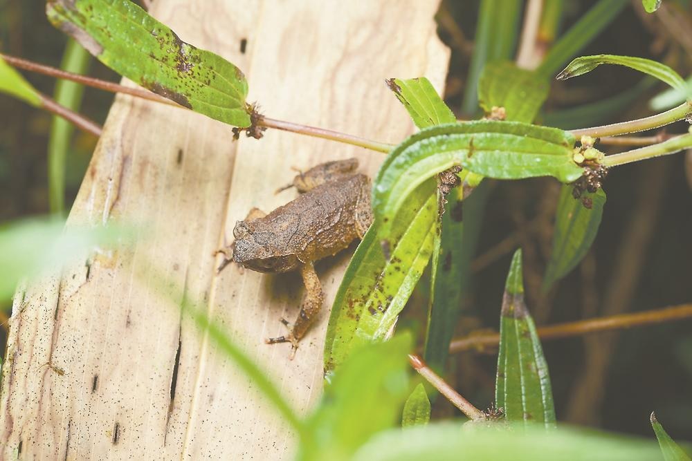 اكتشاف نوع جديد من الضفادع ذات القرون في جنوبي الصين