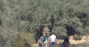 مستوطنون يسرقون ثمار الزيتون قرب نابلس