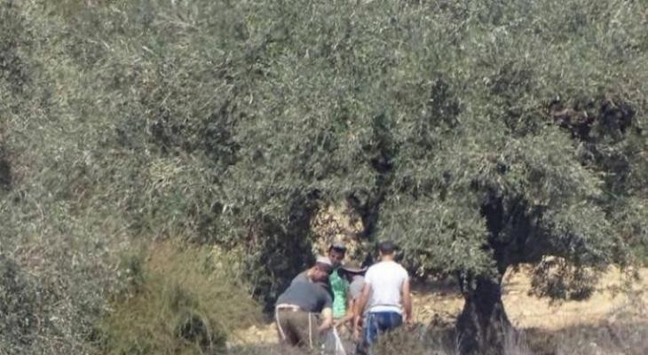 مستوطنون يسرقون ثمار الزيتون قرب نابلس