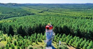 الصين تعمل على تسريع وتيرة تحديث مزارع الغابات المملوكة للدولة