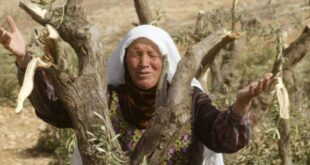 مستوطنون يقطعون 30 شجرة زيتون في سوسيا بمسافر يطا جنوب الخليل