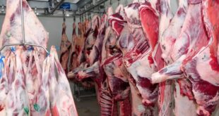 الصين تمدد مرة أخرى فترة التحقيق الوقائي بشأن لحوم البقر المستوردة