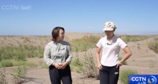 من الصحاري إلى الواحات: الإجابة الخضراء التي قدمها المتخصصون في مكافحة التصحر في منطقة أكسو بشينجيانغ