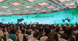 مضاعفة عدد حيوانات الباندا العملاقة الأسيرة بالصين خلال العقد الماضي