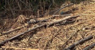 مستوطنون يقطعون خطوط ناقلة للمياه في الأغوار الشمالية